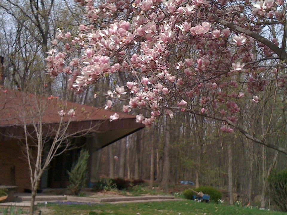 view of front yard in Spring