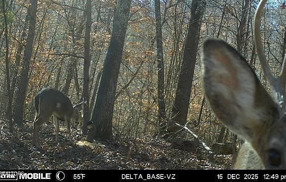 8th image of 596 Byrams Fork Rd