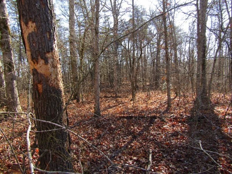 1st image of 19 N Lake Trl