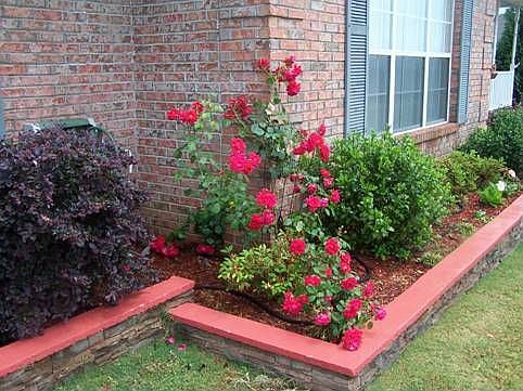 Check out the rose bush!!! It has gone crazy. I counted 70 blooms yesterday!!