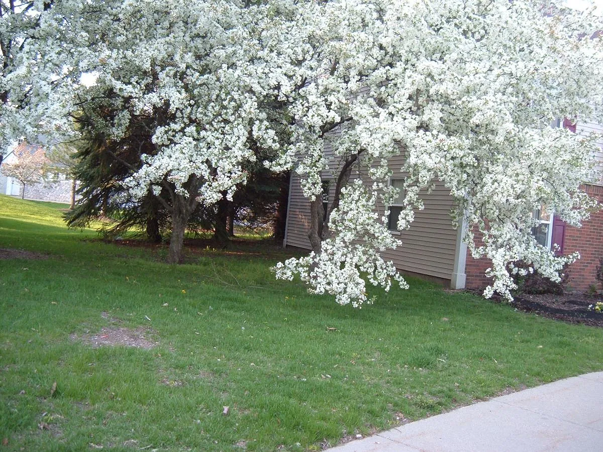 2 bed, 800 sqft, $1,350 — Photo 2