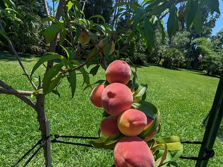 backyard peach (spring)