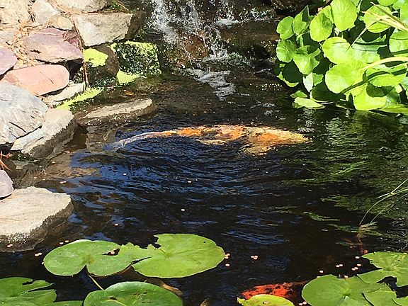 Pond