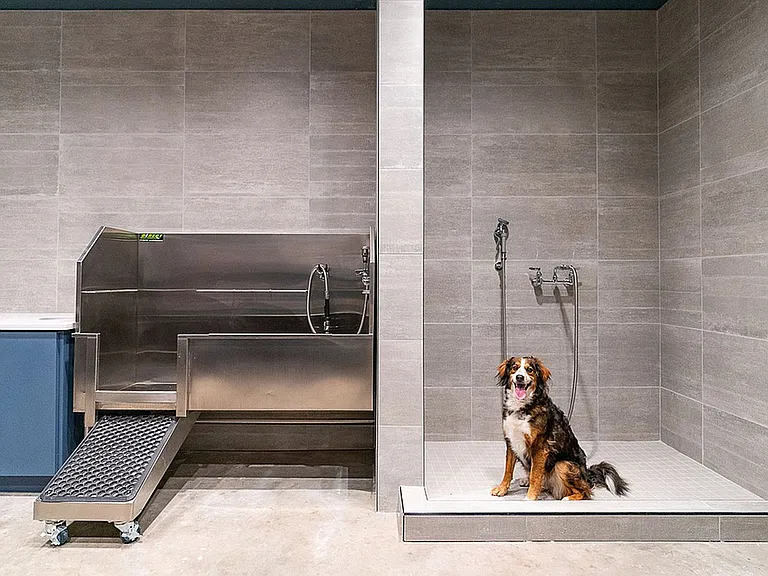 Pet-Friendly Perks at The Richmond Apartments