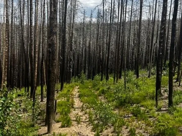 0 Old Ballard Logging Road, Loveland, CO 80537