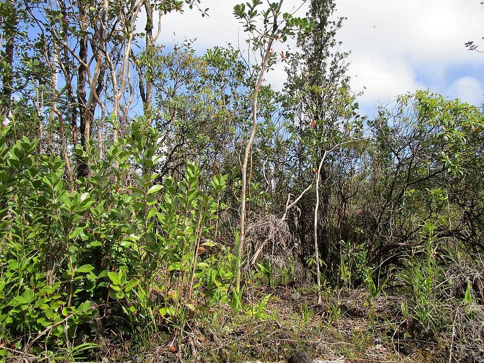 2nd image of Sandalwood Ct Lot 1