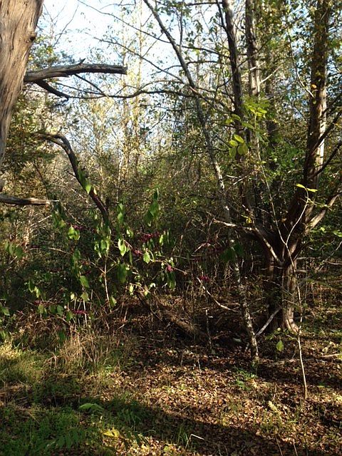2nd image of 3300 Old Colony Line Rd
