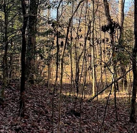 5th image of 4499 Nolin Dam Rd