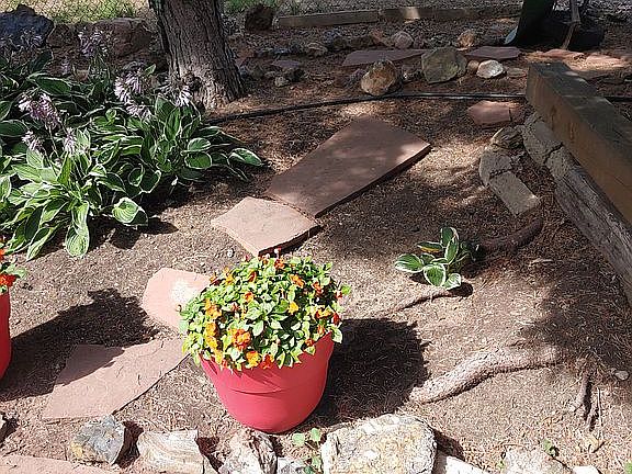 Small path through the trees