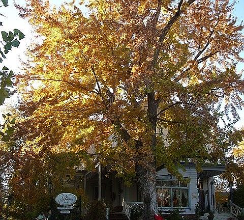 Bliss Mansion Silver Maple