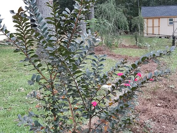 Front Left Landscaping