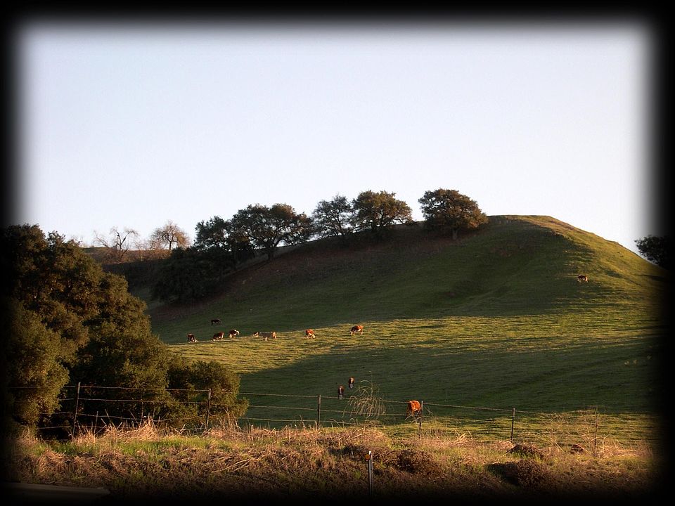 Carbon Canyon Cows