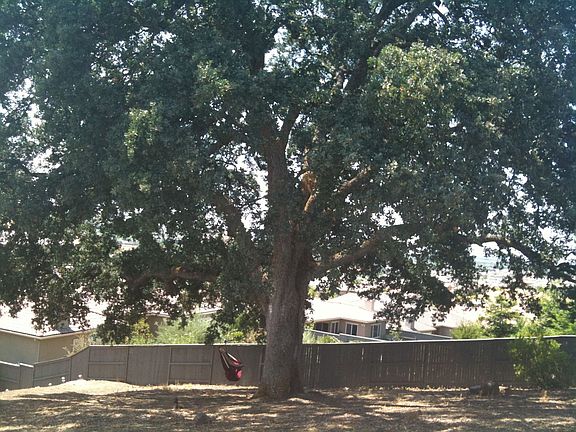Only neighborhood giant ancient oak in Bel Terra