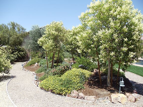Backyard Landscaping