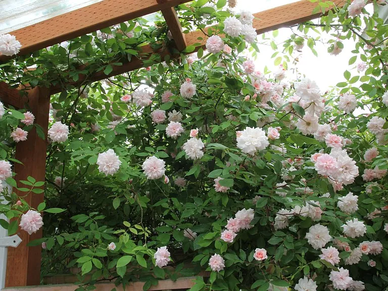 Pink roses make the yard smell like heaven when blooming