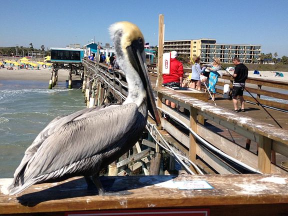 BIRDLIFE ON BEACH