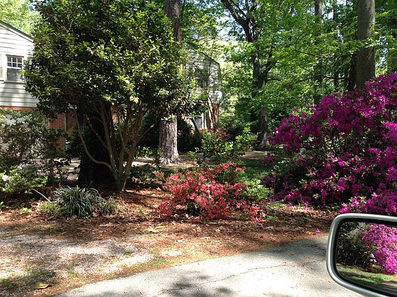 Azaleas Around the Circle
