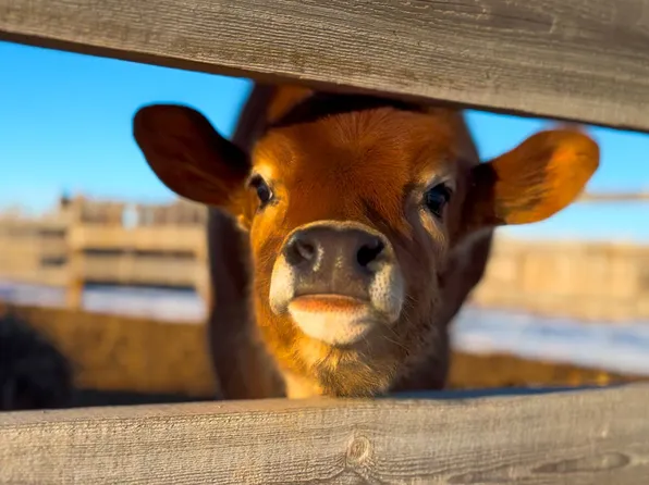 81 Open Buckle Rd, Vaughn, MT 59487