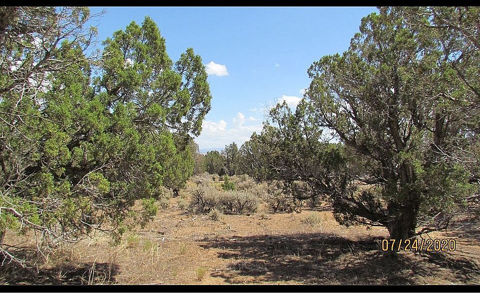 Nice Trees