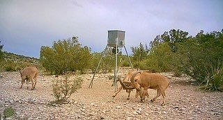 3rd image of 0 State Highway 189 Frst #934-2313