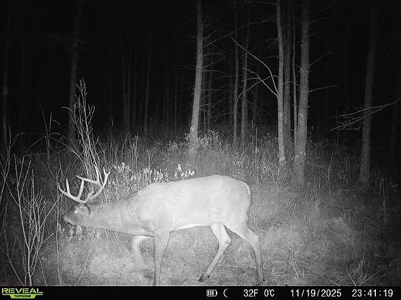 2nd image of Bogus Rd