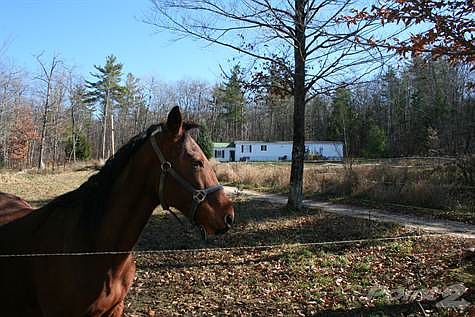 Welcome to the Sabattus Ponderosa