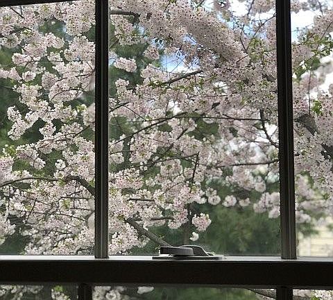 Cherry Blossoms in Spring
