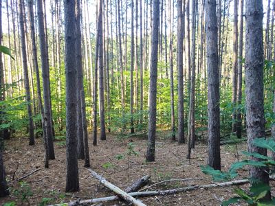 Michaywe Dr, Gaylord, MI, 49735
