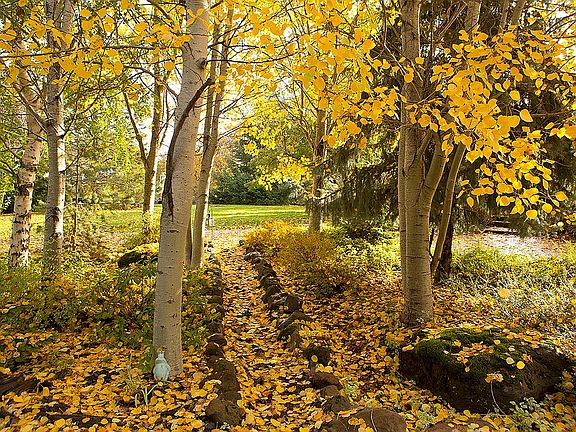Path through Aspen Grove