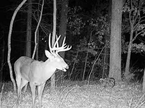 5th image of 25847 Pendleton Forest Rd