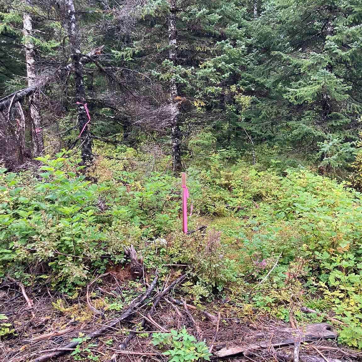 300 Cedar St, Yakutat, AK 99689 Zillow
