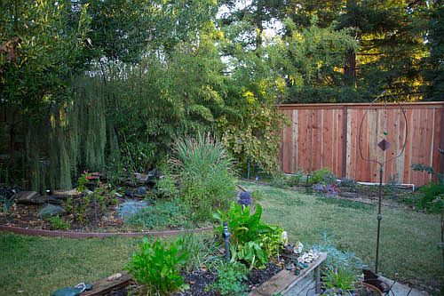 Backyard