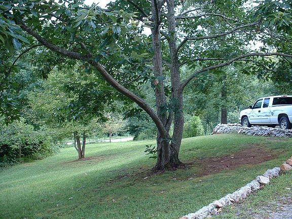 Side yard