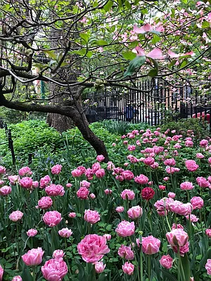 Rented by Douglas Elliman | media 13