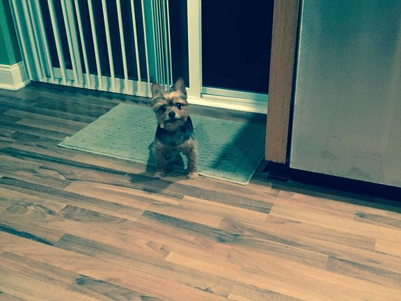 Pergo flooring in kitchen 