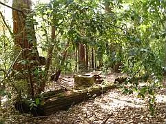 Campsite 1