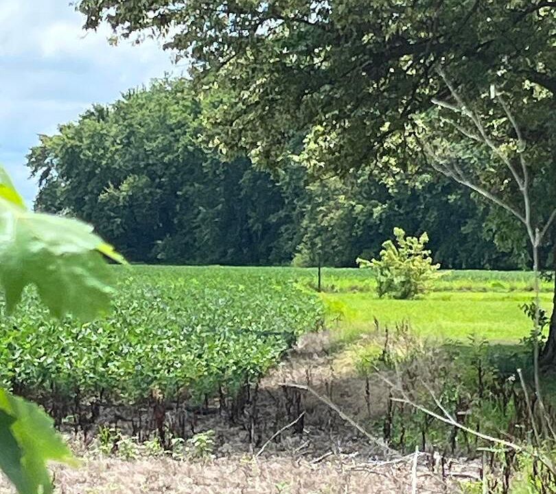 2nd image of 1700 Tonti Rd