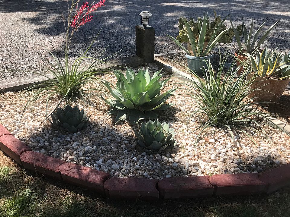Decorative cactus garden 