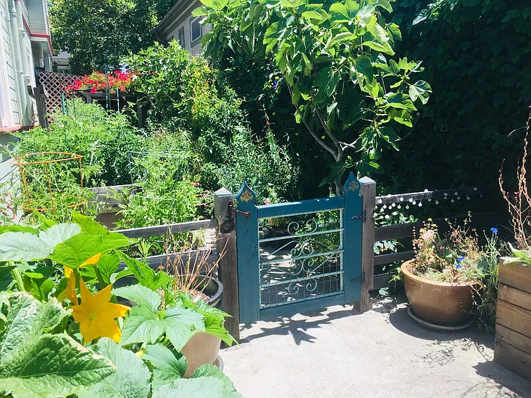 Side garden with fig trees and squash