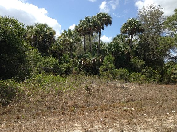 Large Palm Trees on Lot
