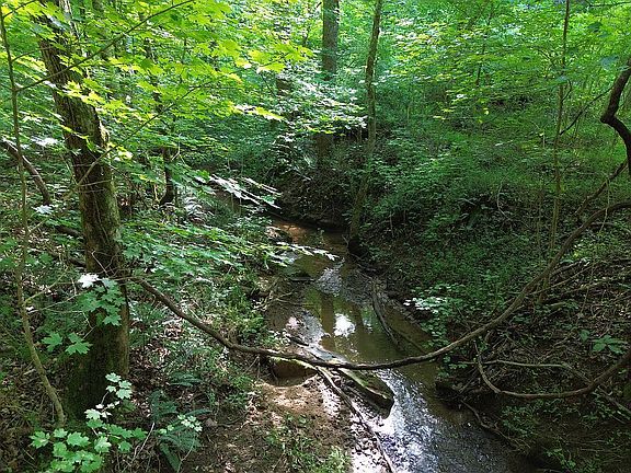 Underground spring creek.
