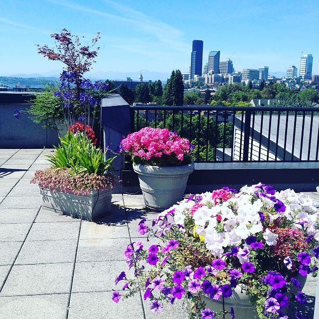 view from rooftop deck