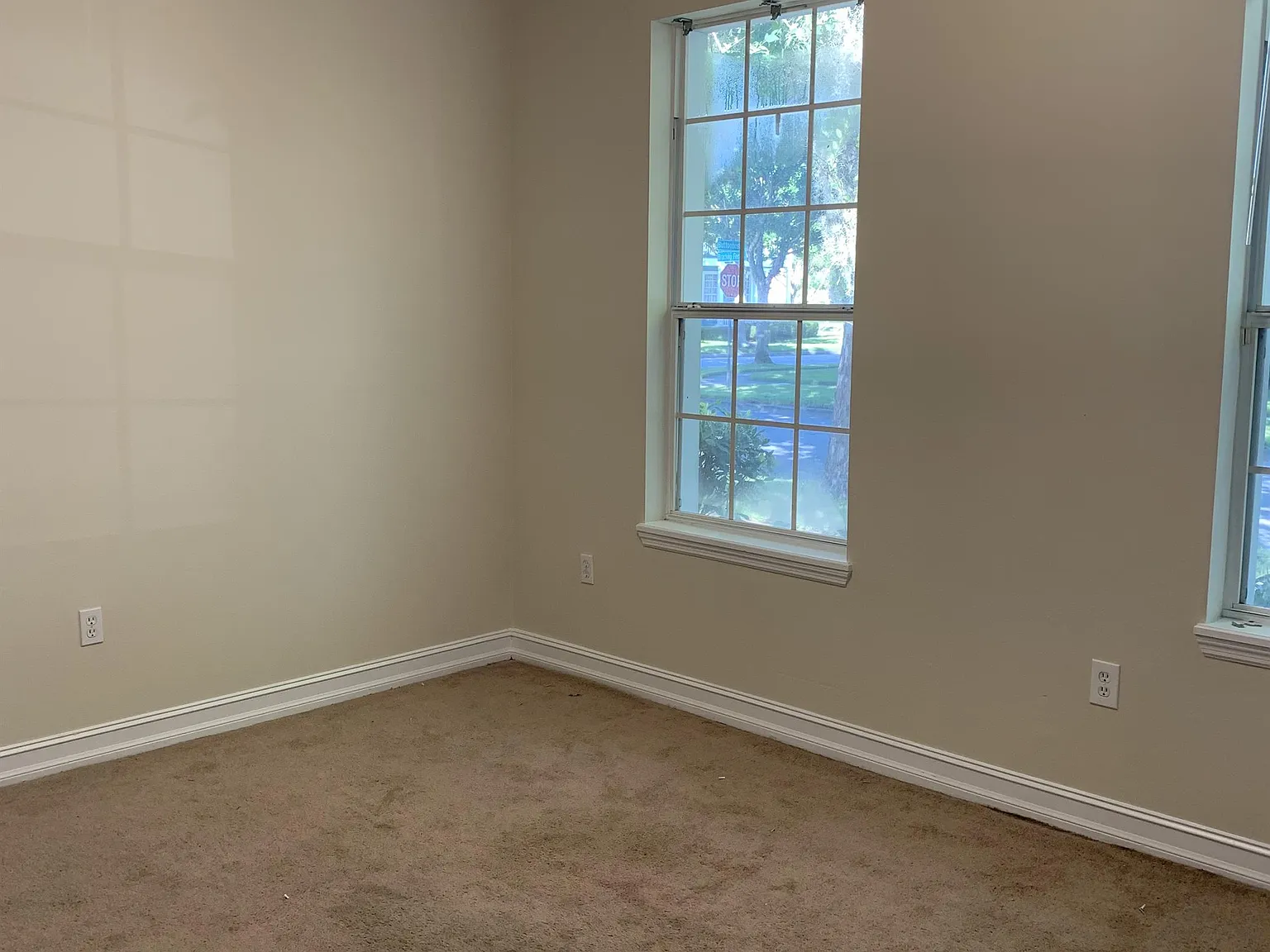 3343 Bracken Fern - 1 — Photo 3