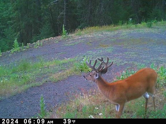 5th image of LOT 19 Little Salmon Rd