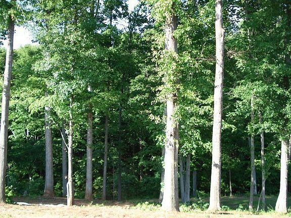 Wooded Backyard