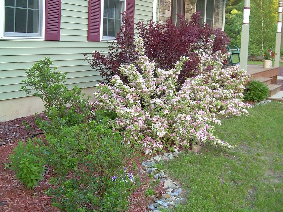 Landscaped front yard