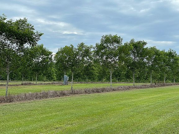 200 pecan trees