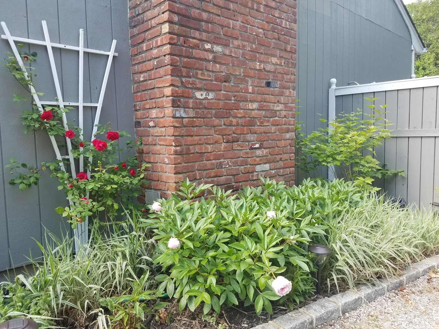  Lovely Perennials Everywhere