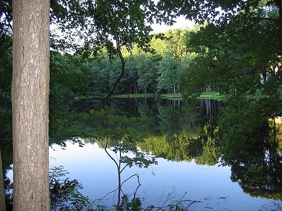 View of distant pond in back yard.  200ft from house.