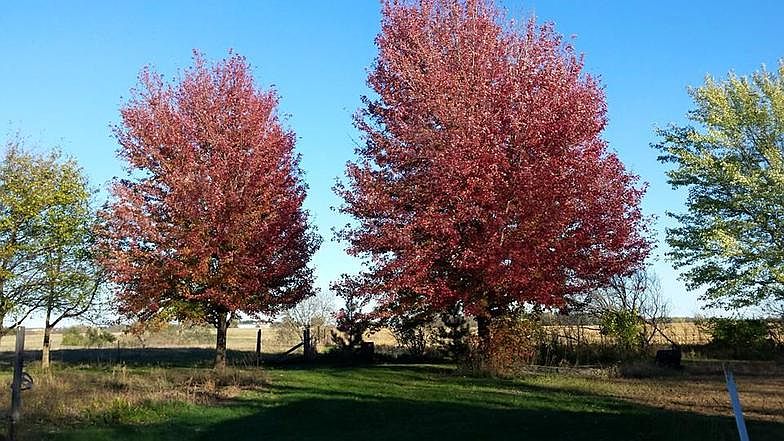 back yard by garden